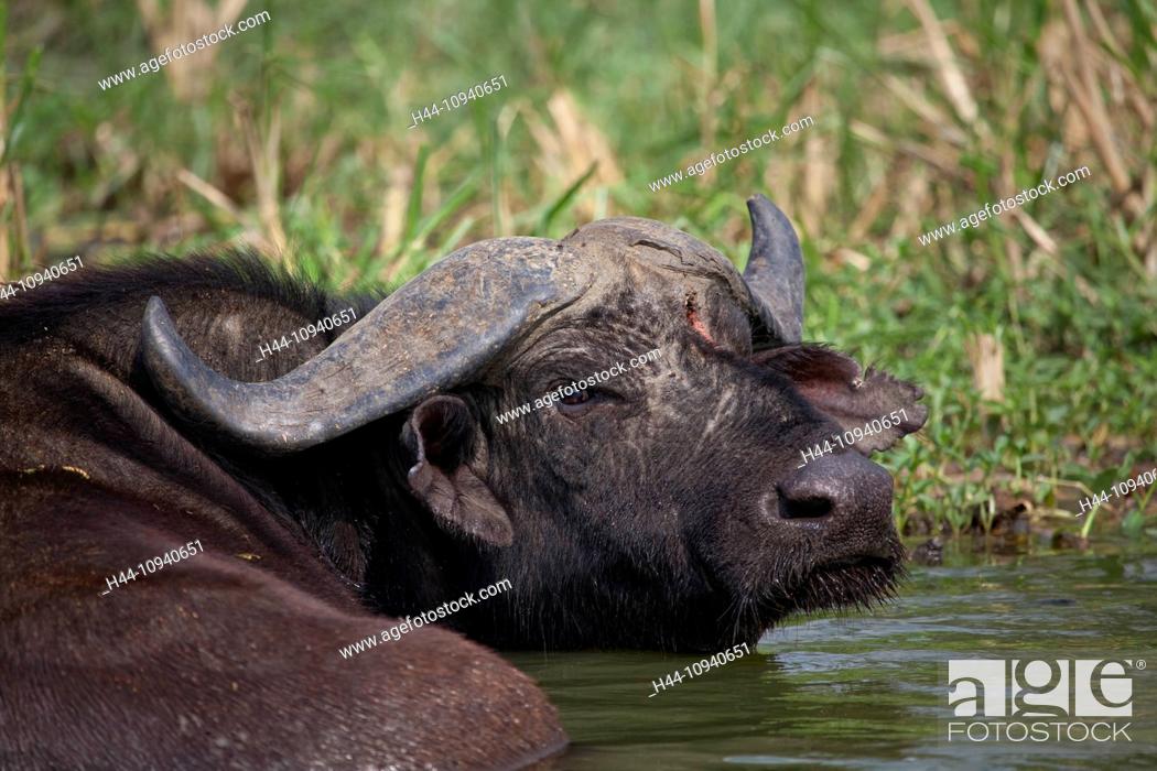 Stock Photo: Black continent, pearl of Africa, Great Rift, Queen Elisabeth, national park, nature, water buffalo, Syncerus caffer, ruminant, horn strap, Africa, Uganda.