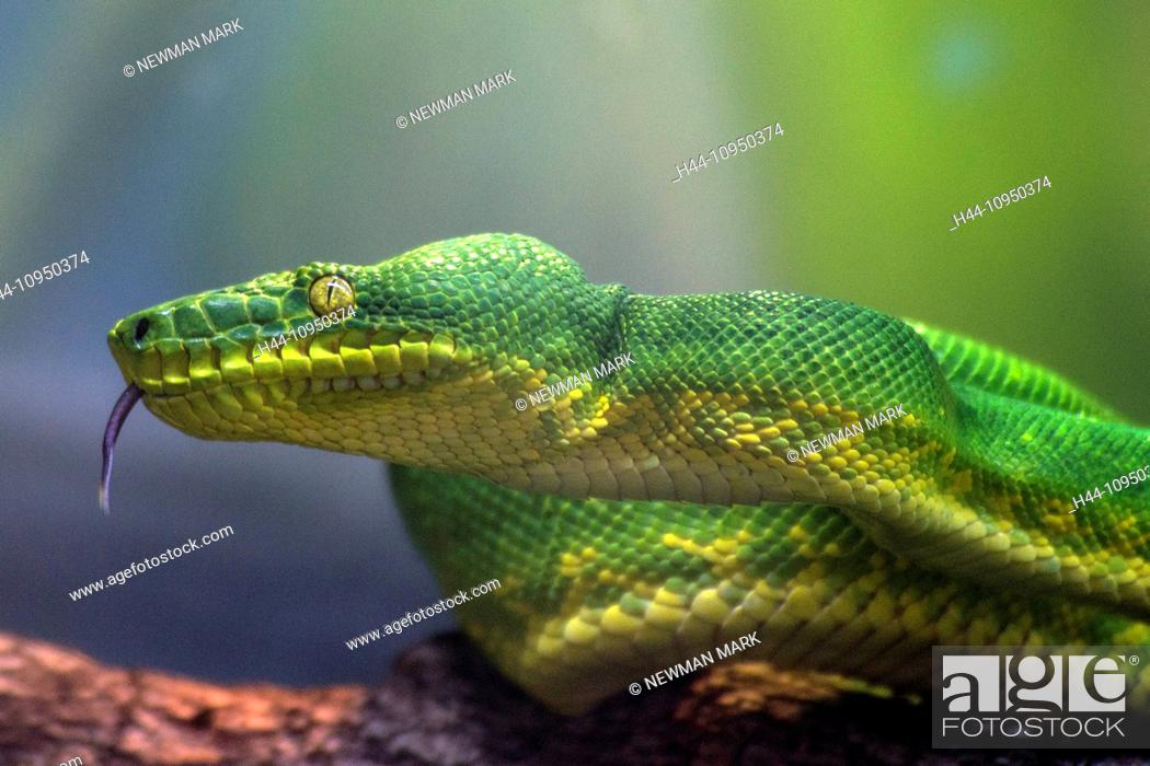 Stock Photo: emerald tree boa, boa, corallus caninus, snake, reptile, animal, green,.