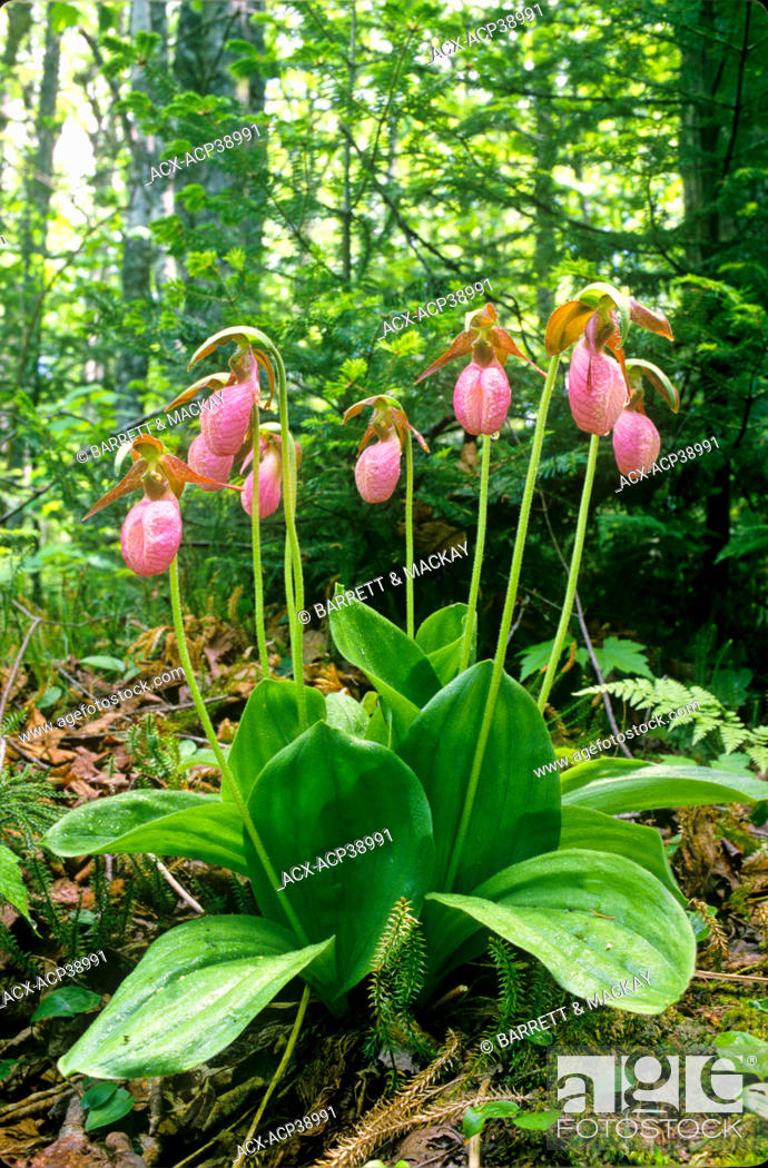 Yellow Lady Slipper Orchid - YouTube