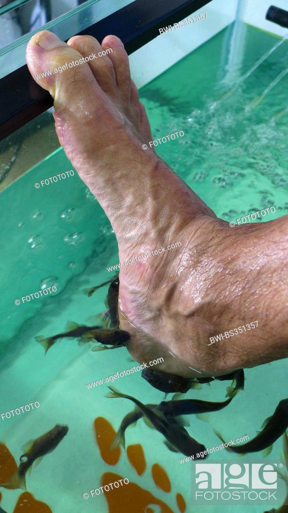 Stock Photo: Doctor fish, Nibble fish, Kangal fish (Garra rufa), fish spa, doctor fishes feeding on skin particles of human feet.