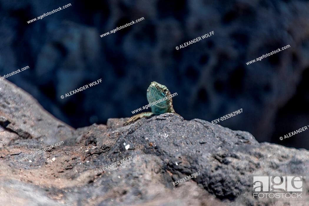 Stock Photo: Madeira wall lizard.
