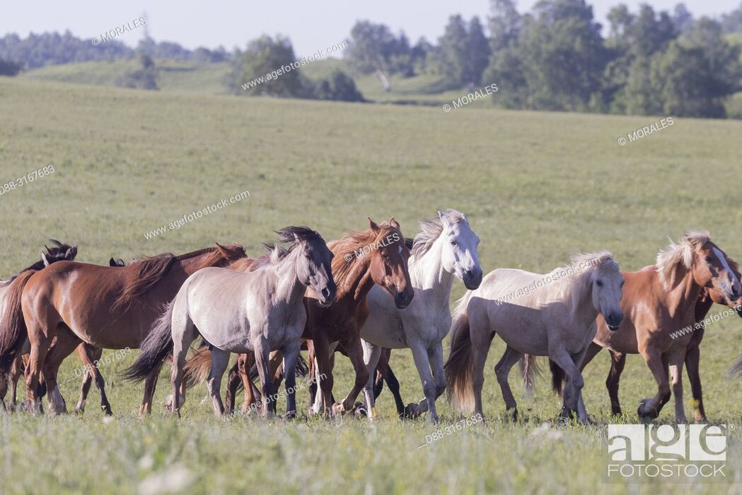 Stock Photo: China, Inner Mongolia, Hebei Province, Zhangjiakou, Bashang Grassland, horses in a group in the meadow.