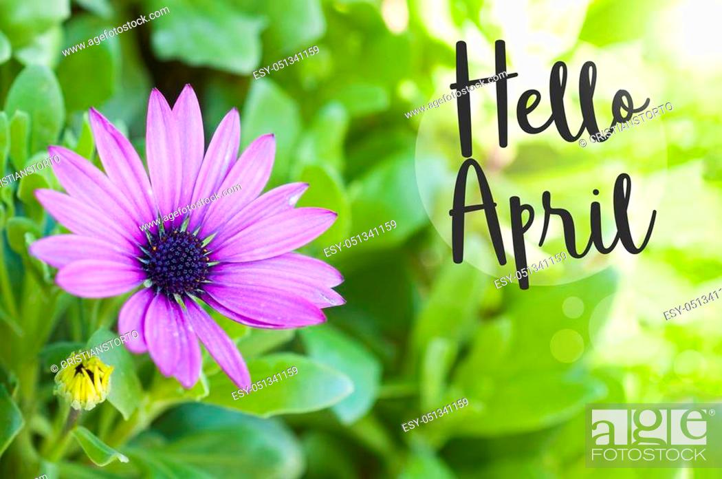 Hello April wallpaper with a purple african daisy on green background and  copy space, Stock Photo, Picture And Low Budget Royalty Free Image. Pic.  ESY-051341159 | agefotostock