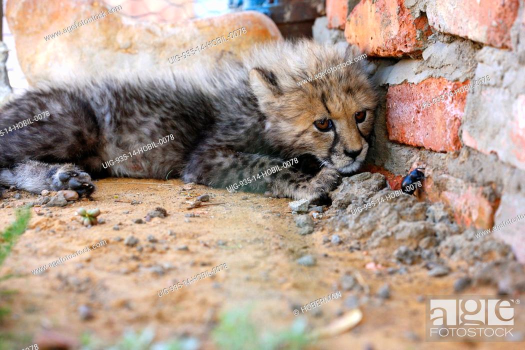 Stock Photo: Cheetah Cub.