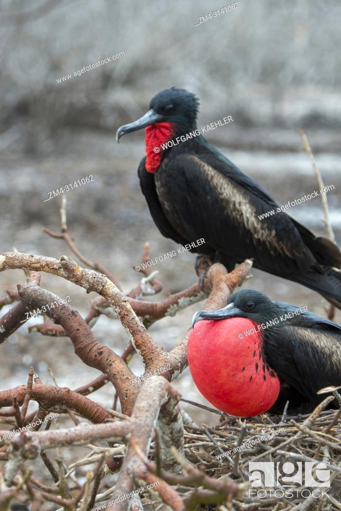 Stock Photo: A male frigate bird with inflated throat pouch on Genovesa Island (Tower Island) in the Galapagos Islands, Ecuador.
