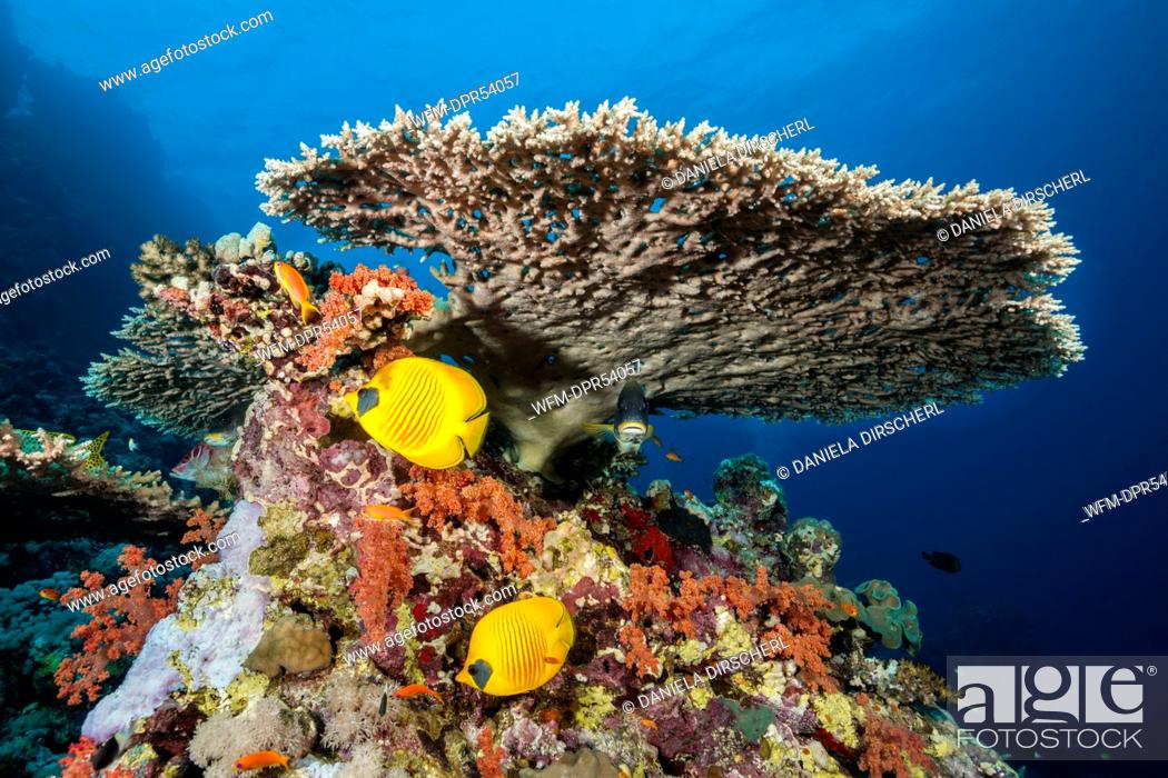 Stock Photo: Masked Butterflyfish under Table Coral, Chaetodon semilarvatus, Shaab Rumi, Red Sea, Sudan.
