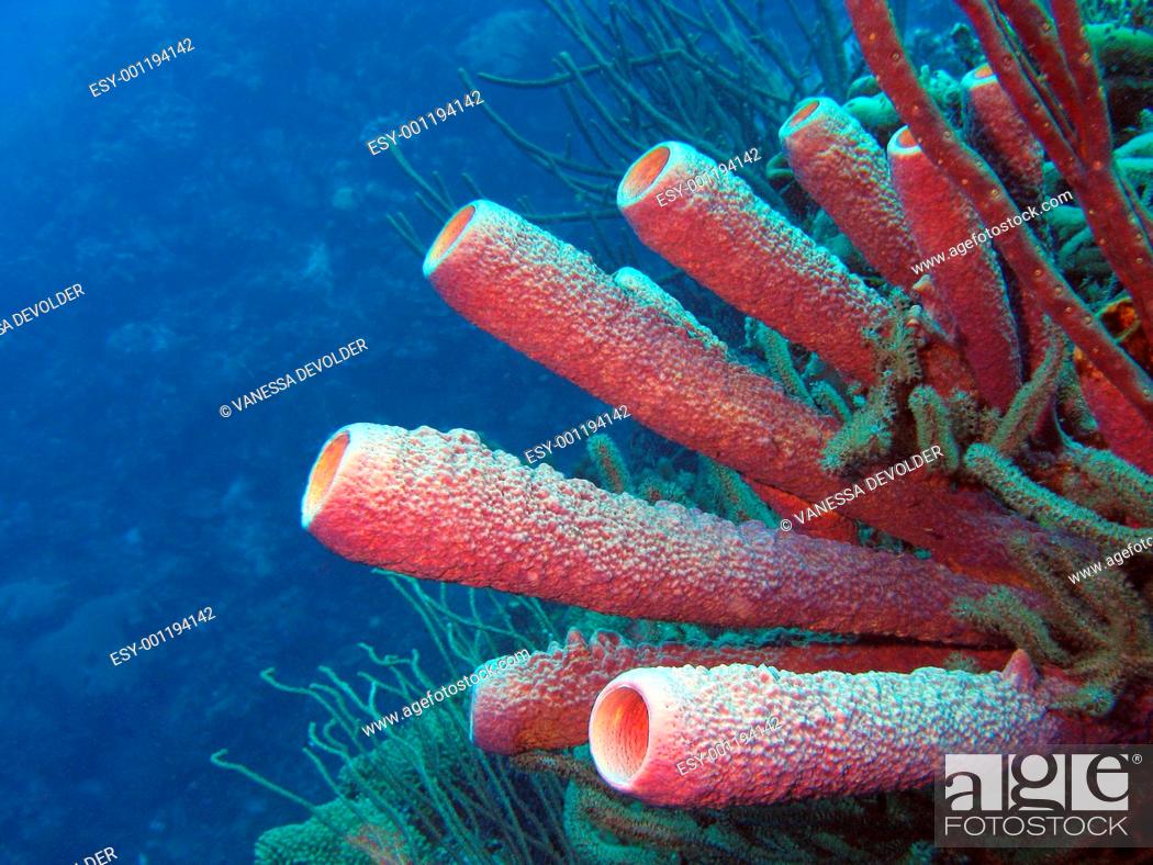 Stock Photo: Vase sponge in the Caribbean sea around Bonaire, Dutch Antilles.