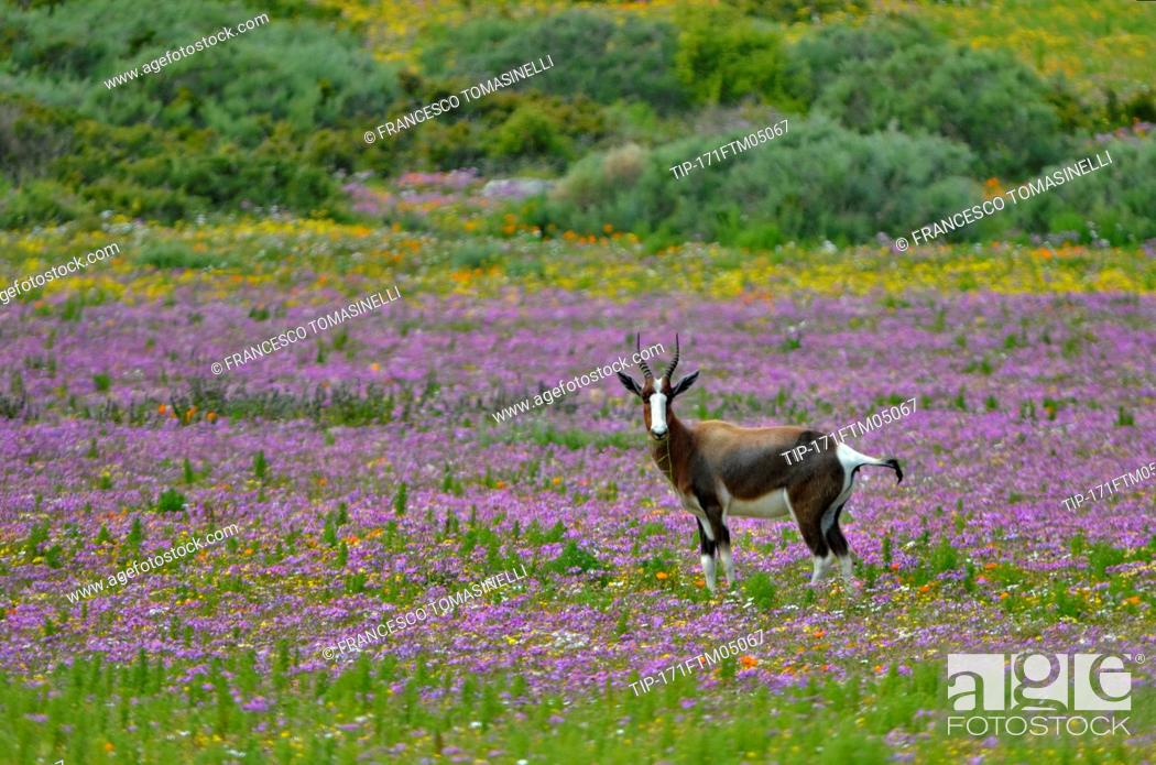 Stock Photo: Africa, South Africa, West Coast national park, bontebok antelope (Damaliscus pygargus)  in flower fields.
