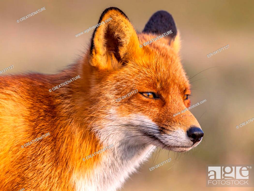 Head shot portrait of Red Fox (Vulpes vulpes) looking towards the sun in  natural environment, Stock Photo, Picture And Low Budget Royalty Free  Image. Pic. ESY-041371127 | agefotostock