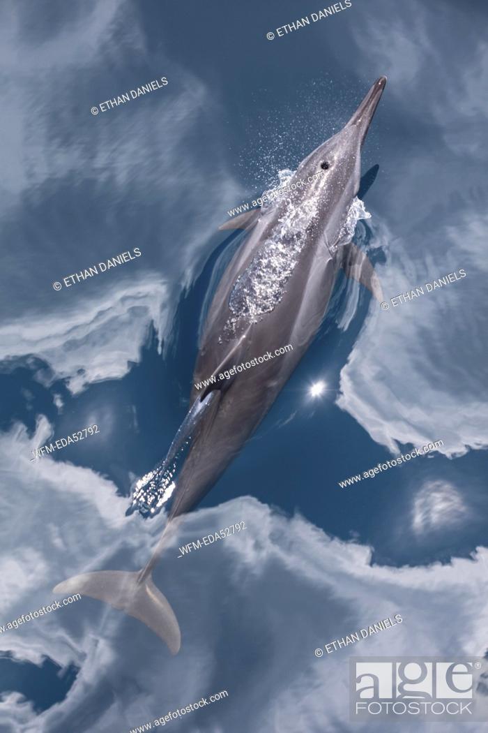 Stock Photo: Spinner Dolphin, Stenella longirostris, Melanesia, Pacific Ocean, Solomon Islands.