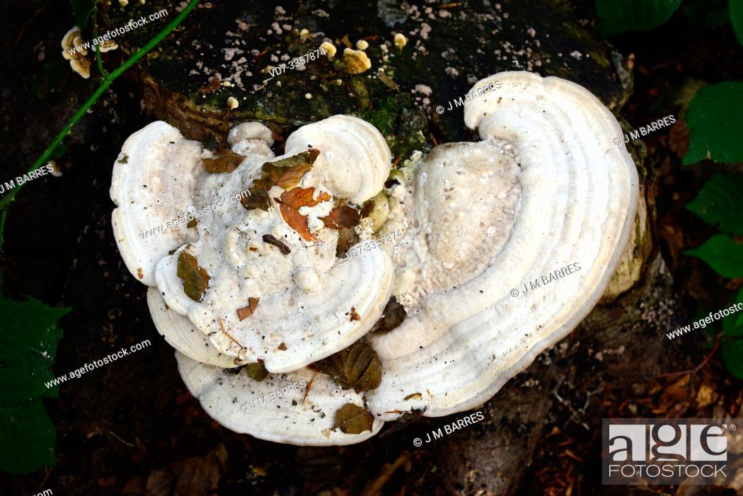 Stock Photo: Lumpy bracket (Trametes gibbosa) is a saprophyte fungus that grows on beech trunks. This photo was taken in Montseny Biosphere Reserve, Barcelona province.
