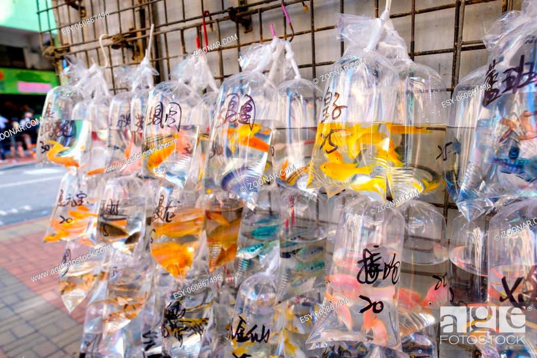 Stock Photo: goldfish and other colorful fishes in plastic bag on pet market.