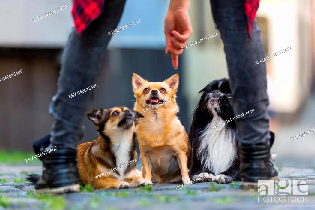 Stock Photo: young woman gives a command to three small dogs on a city road.