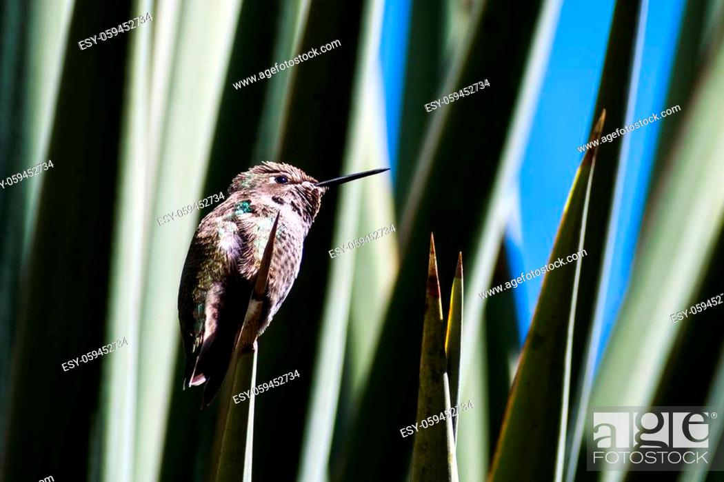 Stock Photo: Anna's Hummingbird sitting on a sharp succulent leaf, San Francisco bay area, California.