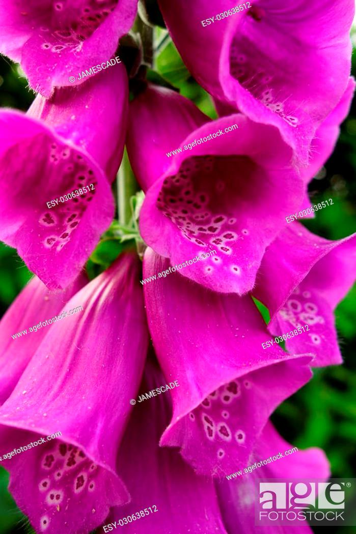 Close Up Of Purple Common Foxglove Flowers Digitalis Purpurea Stock Photo Picture And Low Budget Royalty Free Image Pic Esy 030638512 Agefotostock