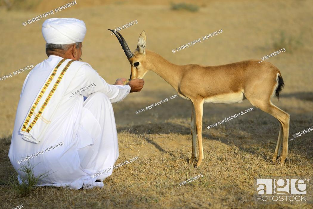 India, Rajasthan, Jodhpur region, Bishnoi devotee feeding a wild Chinkara  (Indian gazelle), Stock Photo, Picture And Rights Managed Image. Pic.  V58-3328013 | agefotostock