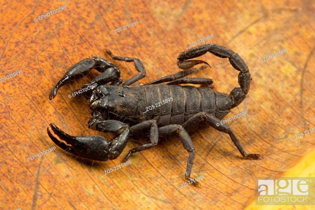Scorpion, Heterometrus sp., Common, Neyyar Wildlife Sanctuary, Kerala,  Stock Photo, Picture And Rights Managed Image. Pic. ZQ5-2215895 |  agefotostock