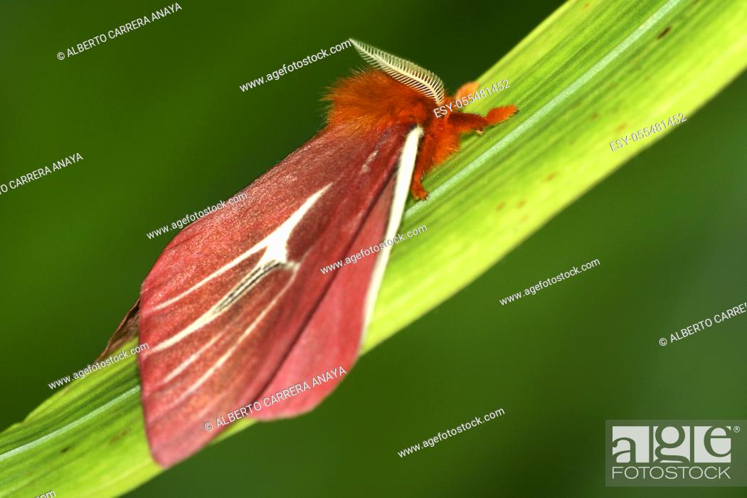 Imagen: Tropical Butterfly, Rainforest, Napo River Basin, Amazonia, Ecuador, America.