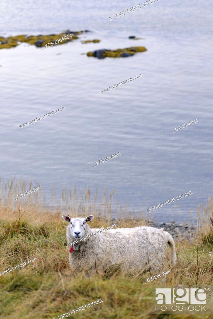 Stock Photo: Lamb on a field near Stave, Andoya island, Archipelago of Vesterålen, county of Nordland, Norway, Europe.