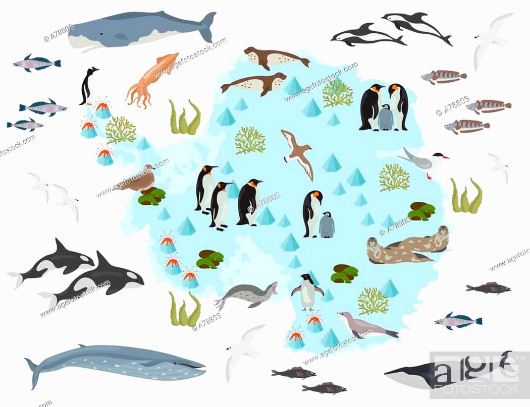 Antarctic, Antarctica, flora and fauna map, flat elements, Stock Vector,  Vector And Low Budget Royalty Free Image. Pic. ESY-043758422 | agefotostock