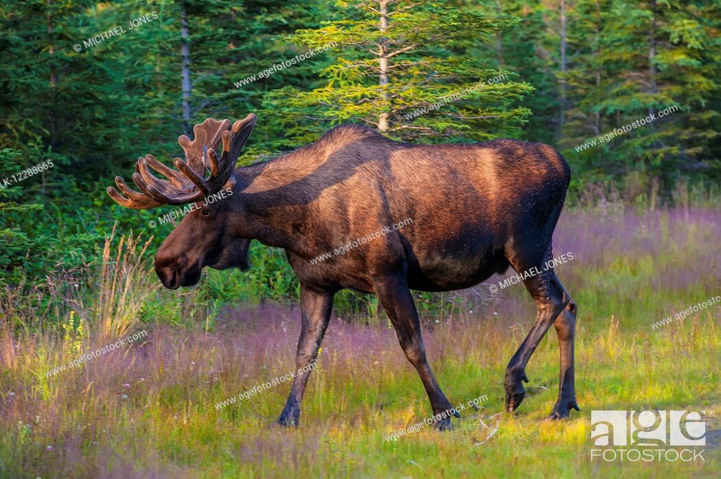 Stock Photo: Bull moose in velvet, Kincaid Park, Anchorage, Southcentra Alaska, summer.