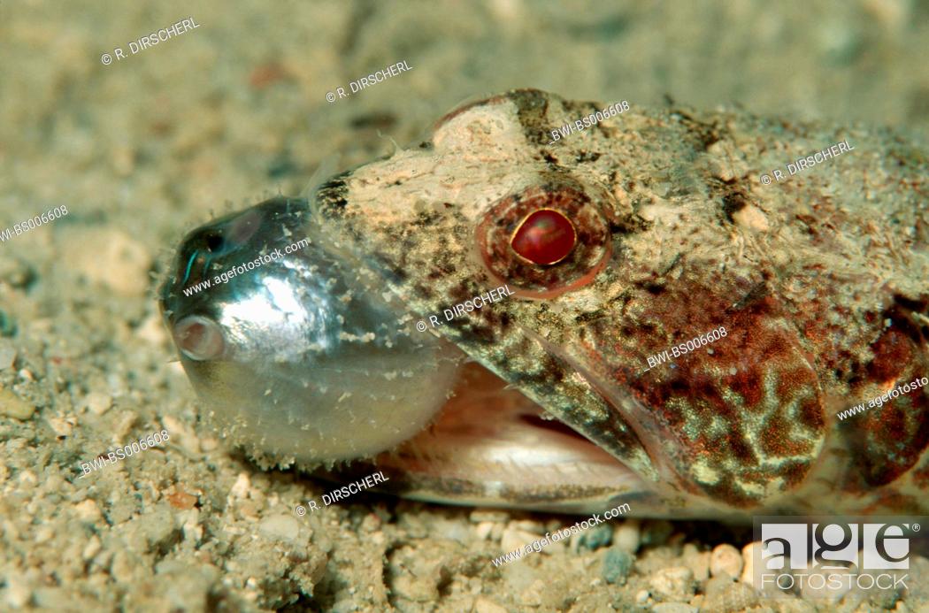 Stock Photo: variegated lizardfish eats pufferfish (Synodus variegatus, Arathron mappa).