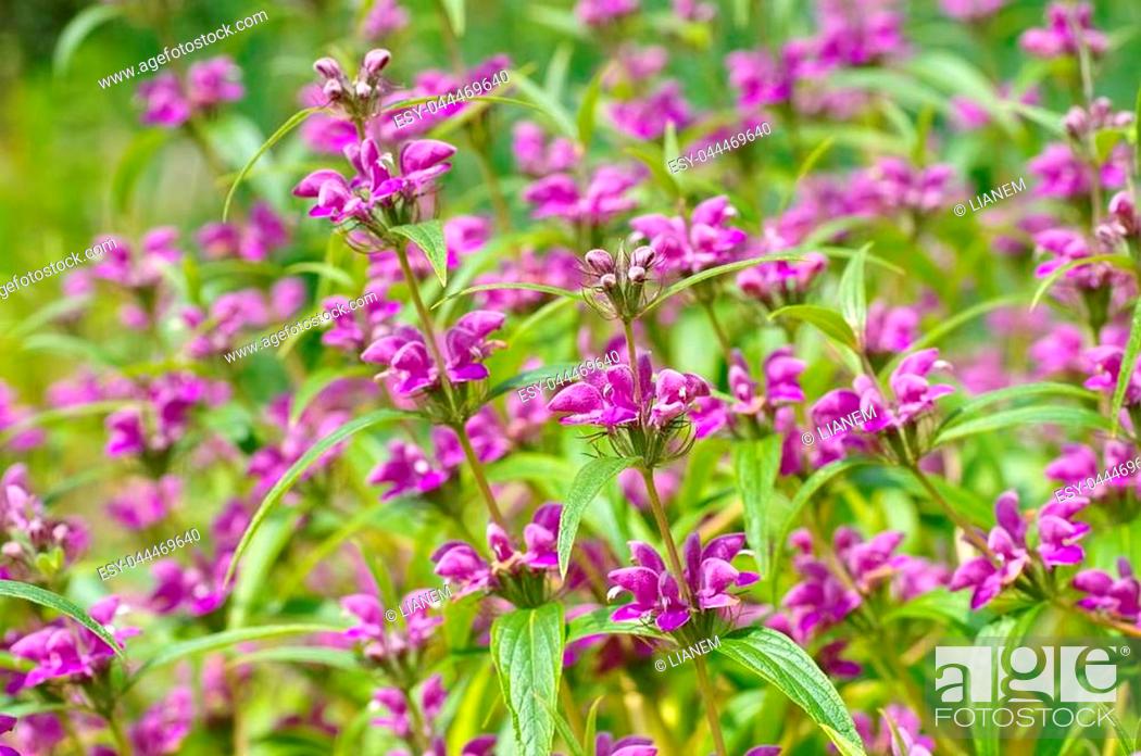 Stock Photo: Phlomis herba-venti, a purple wildflower.