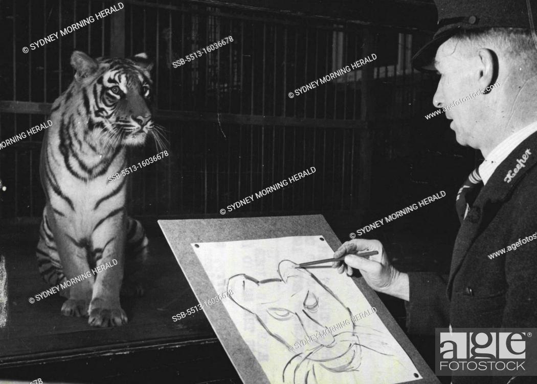 Stock Photo: Hold That Tiger -- For The Man To Draw -- Don't worry, there's no need to holds that tiger - or we should say tigress. But it's a real live one holding the pose.