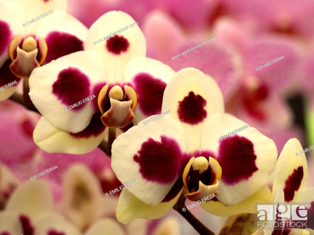 Stock Photo: Orchid Phalaenopsis hybr 'Wilder beast'.