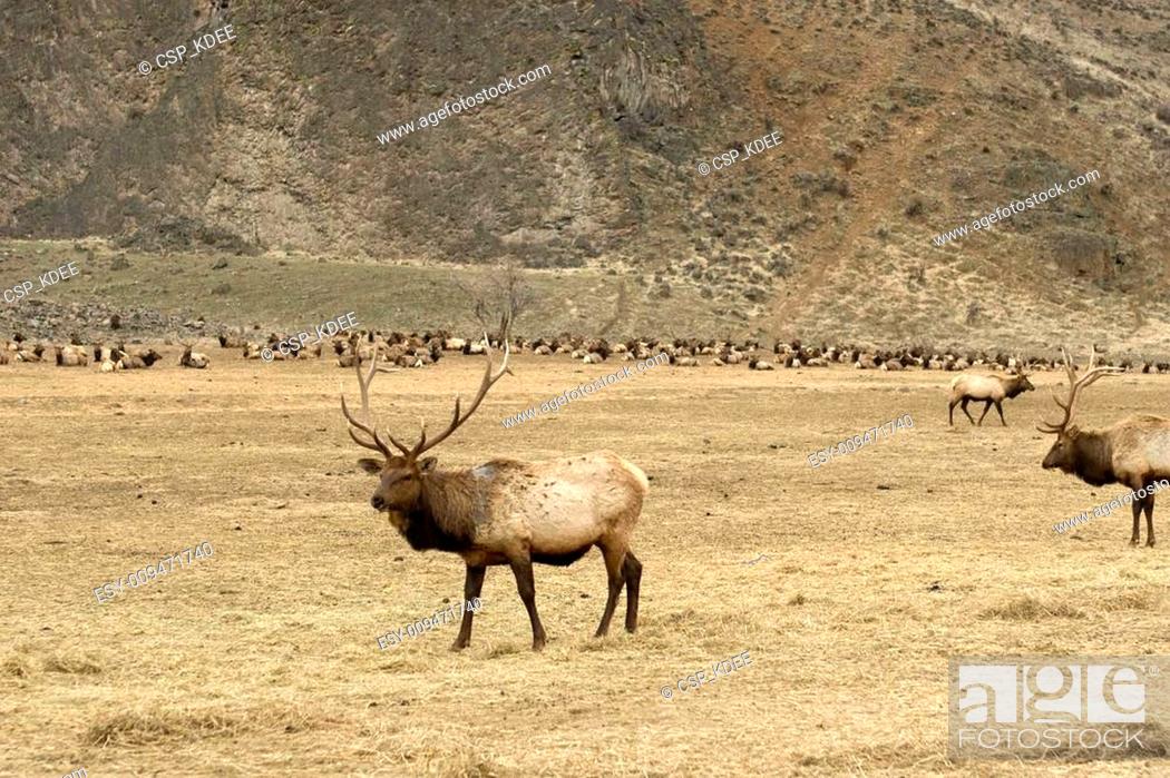Stock Photo: Herd of Elk.
