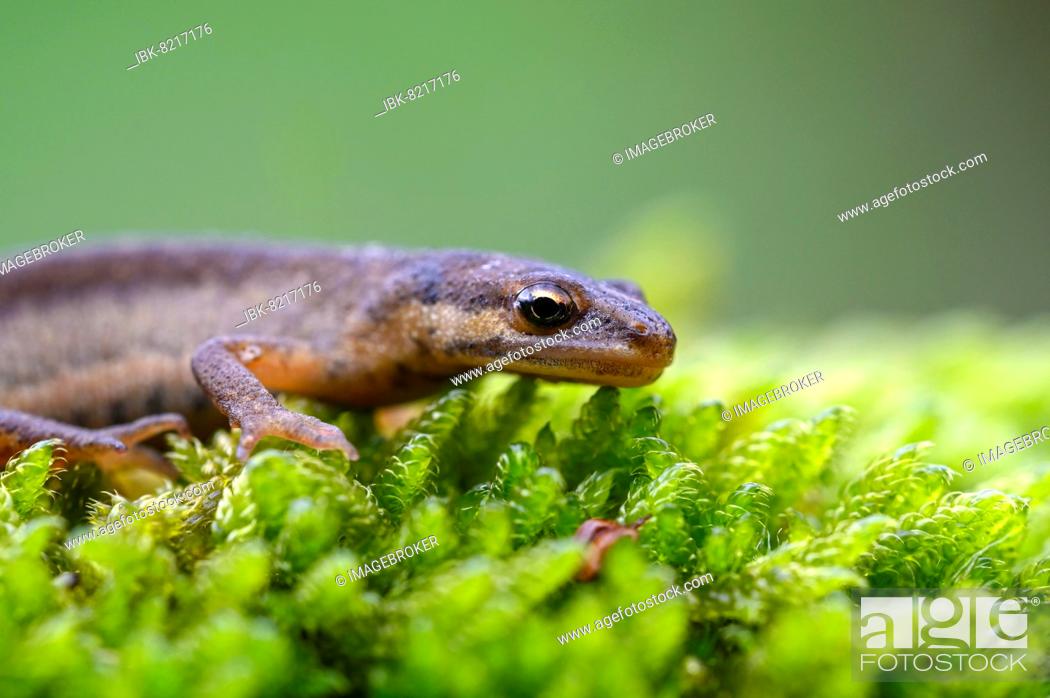 Stock Photo: Common newt (Triturus vulgaris), female in terrestrial traditional costume, portrait, on the way to spawning water, Oberhausen, Ruhr area.