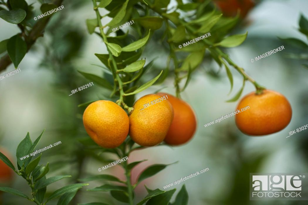Stock Photo: Mandarin orange (Citrus reticulata) friut hanging on a branch in a greenhouse, Germany, Europe.