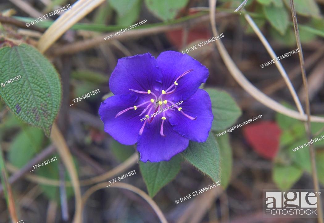 Stock Photo: Princess flower (Tibouchina semidecandra) flower, Podocarpus National Park, Loja, Ecuador.