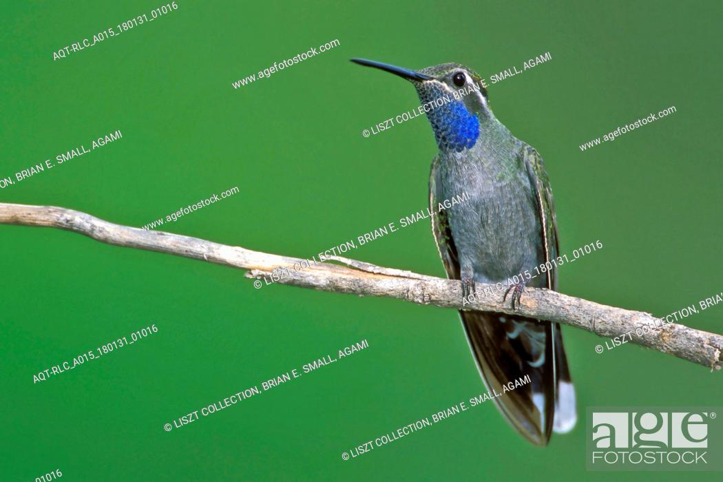 Stock Photo: Blue-throated Hummingbird, Lampornis clemenciae, Blue-throated Mountaingem.