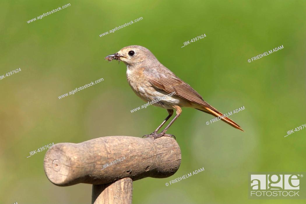 Stock Photo: Redstart (Phoenicurus phoenicurus), female with prey sitting on a spade handle, North Rhine-Westphalia, Germany.