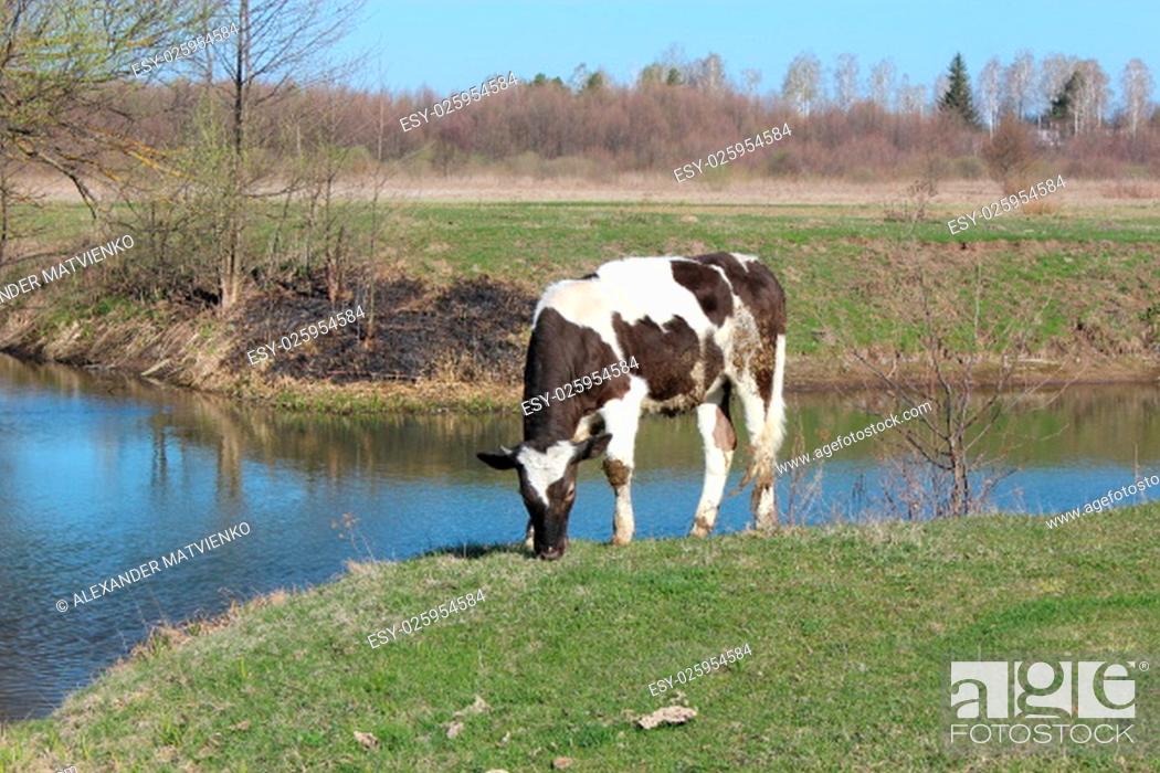 Stock Photo: rural cow standing near the river in the spring.