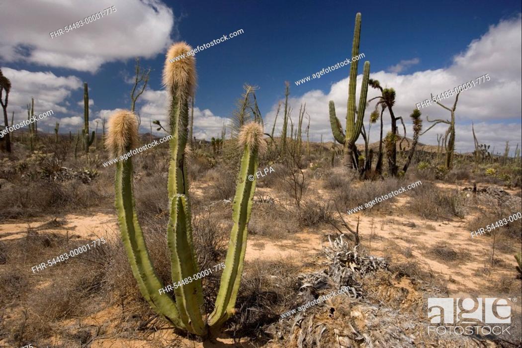 Stock Photo: Old Man Cactus Lophocereus schottii habit, growing with other cacti species, Sonoran Desert, Baja California, Mexico.
