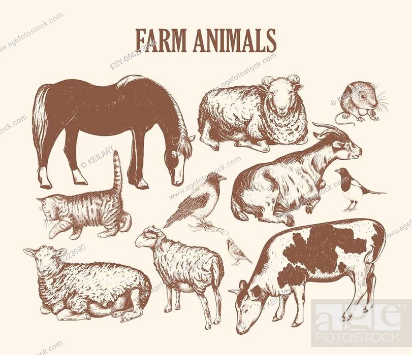 farm animals sketch hand drawing. animals collection vector illustration,  Stock Vector, Vector And Low Budget Royalty Free Image. Pic. ESY-056223980  | agefotostock