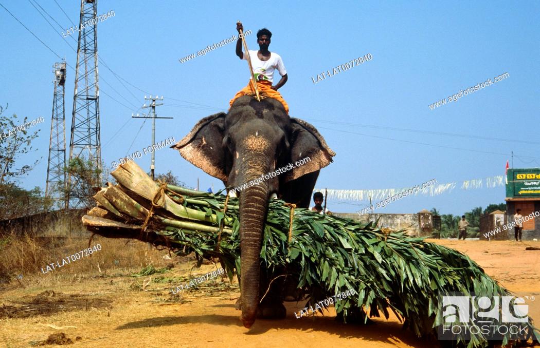 The size and strength of a mature elephant means that they are highly  prized in many countries as..., Stock Photo, Picture And Rights Managed  Image. Pic. LAT-LAT0072840 | agefotostock