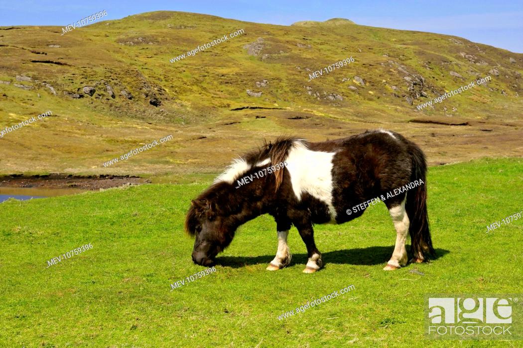 Stock Photo: Piebald Shetland Pony - mare grazing on pasture.