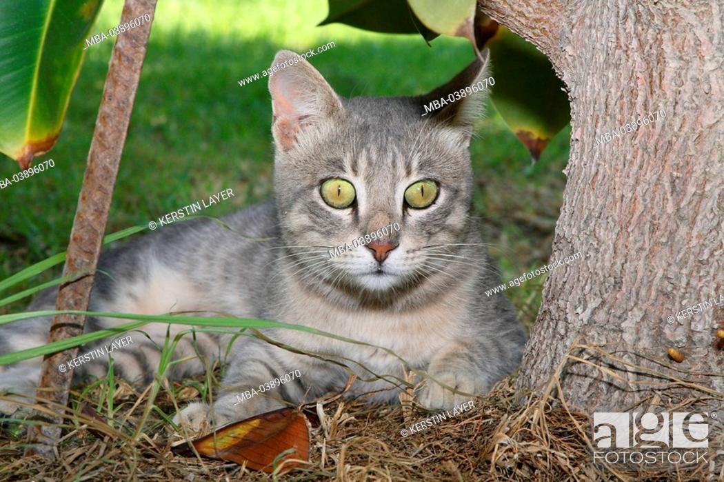 Cat, gray, garden, lie, sees, looks, observes, animal, pet, house-cat, free- living, mammal, Stock Photo, Picture And Rights Managed Image. Pic.  MBA-03896070 | agefotostock