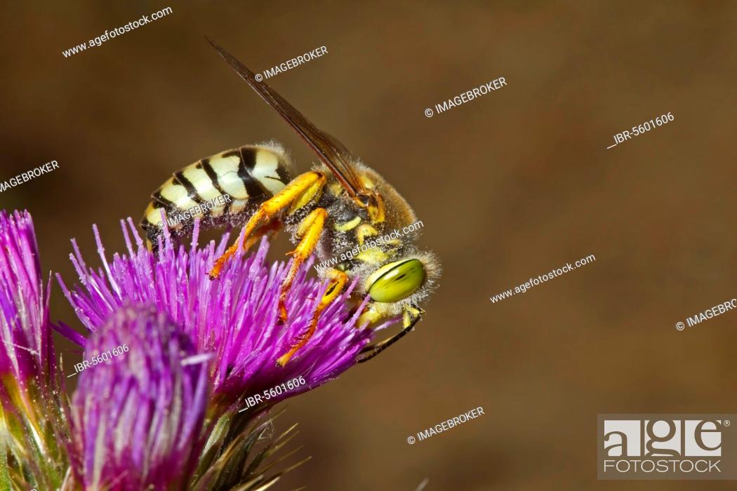 Stock Photo: Sand Wasp (Bembix rostrata) adult, feeding on thistle flower, Castilla y Leon, Spain, Europe.