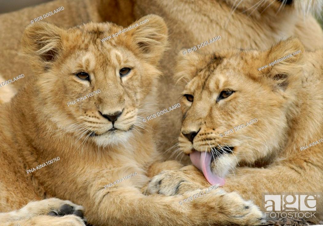 Stock Photo: Asiatic Lion Panthera leo persica - Diergaarde Blijdorp, Rotterdam, South Holland, The Netherlands, Holland, Europe.