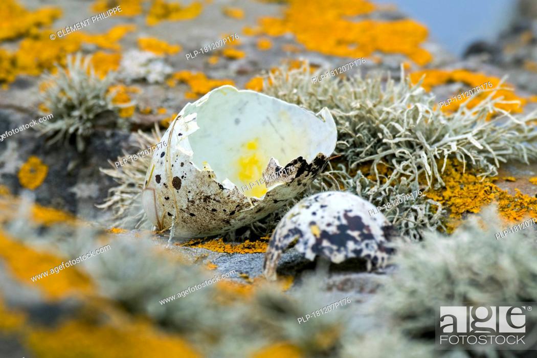 Stock Photo: Predated egg shells of razorbill (Alca torda) broken and eaten by herring gull or great skua in spring, Scotland, UK.