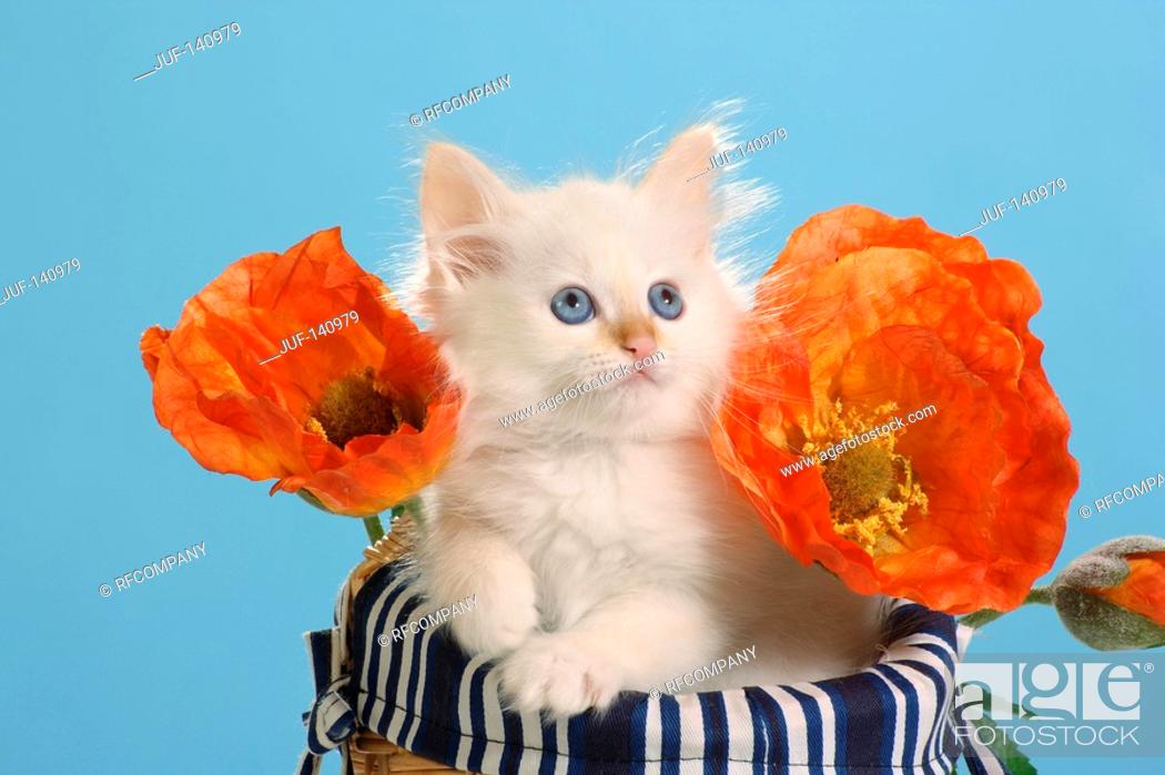 Stock Photo: Sacred cat of Burma - kitten in basket between flowers.