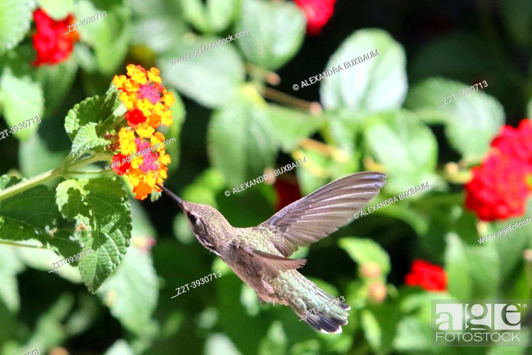 Stock Photo: Anna's Hummingbird with Lantana.