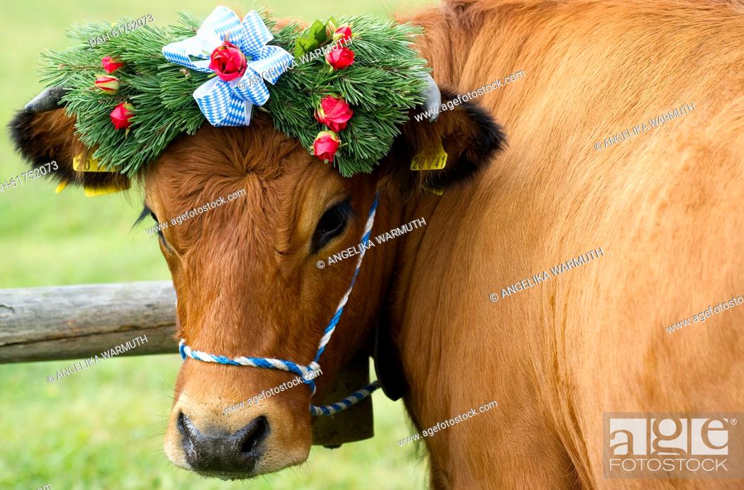 Stock Photo: A decorated cow during the traditional driving down of cattle from the mountain pastures in Kruen, Germany, 19 September 2015.