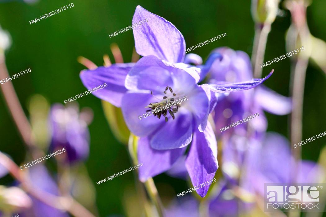 Stock Photo: France, Doubs, Brognard, flora, common Columbine (Aquilegia vulgaris) flower against the light.