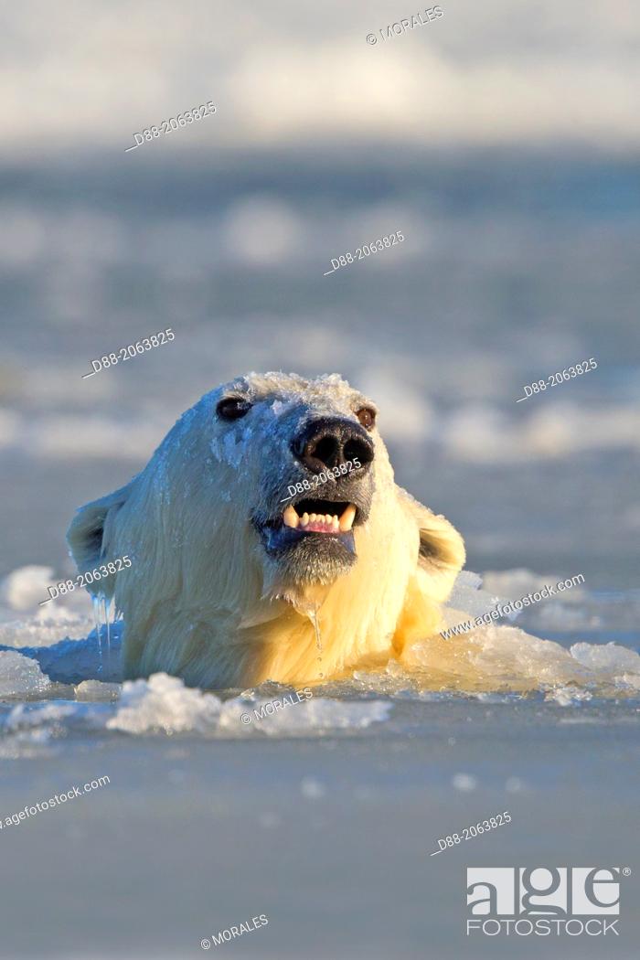Stock Photo: United States , Alaska , Arctic National Wildlife Refuge , Kaktovik , One sub adult polar bear swim in slush ice along a barrier island outside Kaktovik, Alaska.