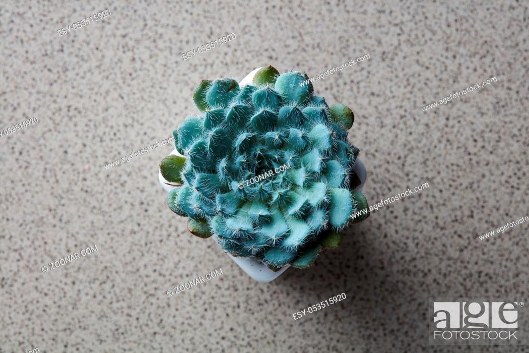 Stock Photo: Top view of a miniature house plant Echeveria Bristly, in a flower pot on a gray stone background.